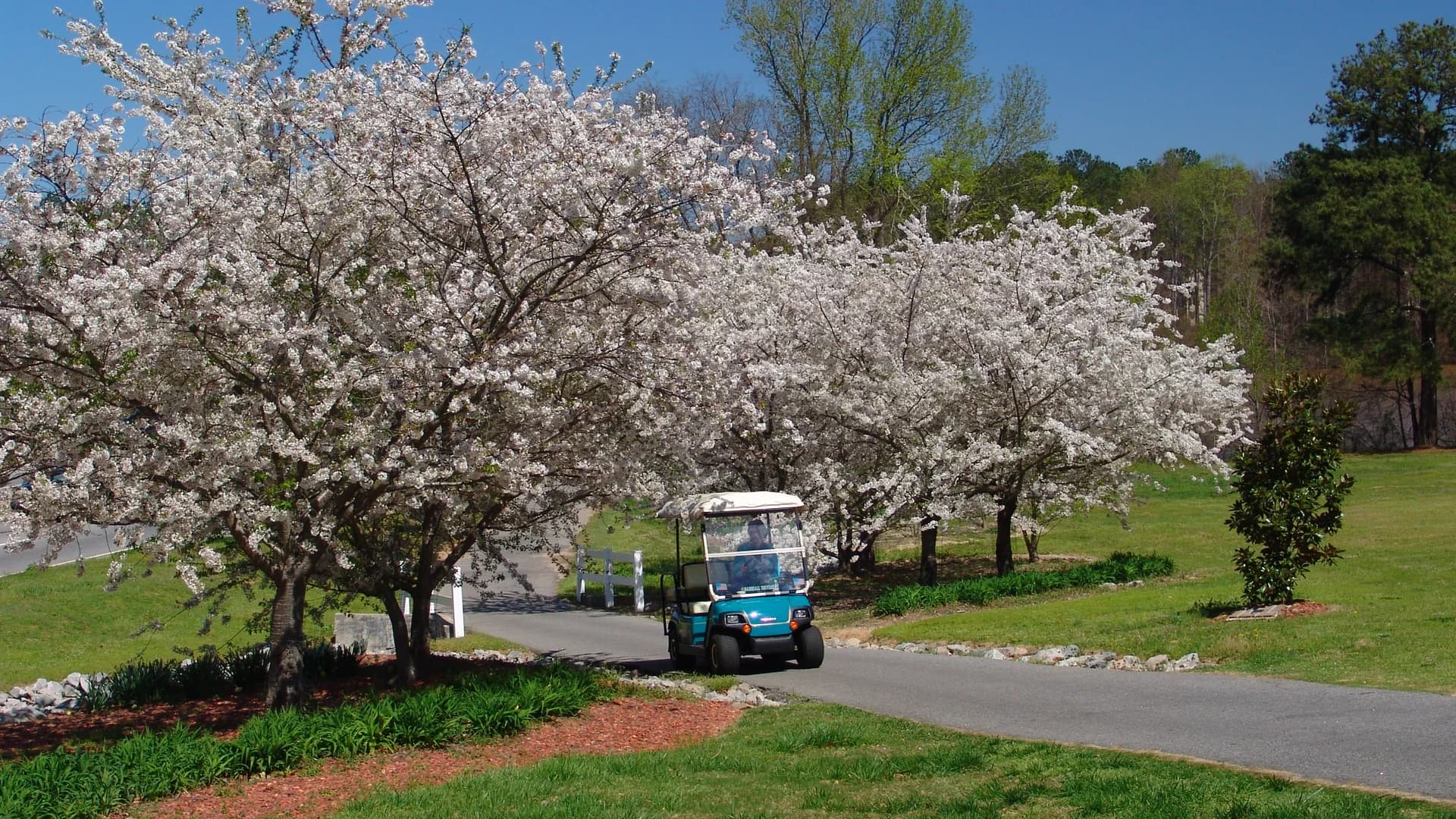 A golf cart on a multi-use path beneath flowering dogwood trees in Peachtree City, Georgia.